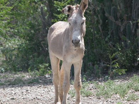 Donkey sanctuary Bonnaire Histoires de Partir